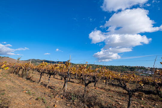 Wine landscape with vineyards during autumn in the Alella denomination of origin area in the province of Barcelona in Catalonia Spain