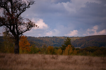 Lonely tree in the middle of a broad clearing. A picturesque and wild place in the autumn season