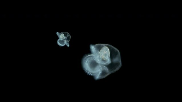 Pilidium larva of worm Heteronemertea under microscope, genus Cerebratulus ssp. With help of cilia, it floats in the water column. White sea