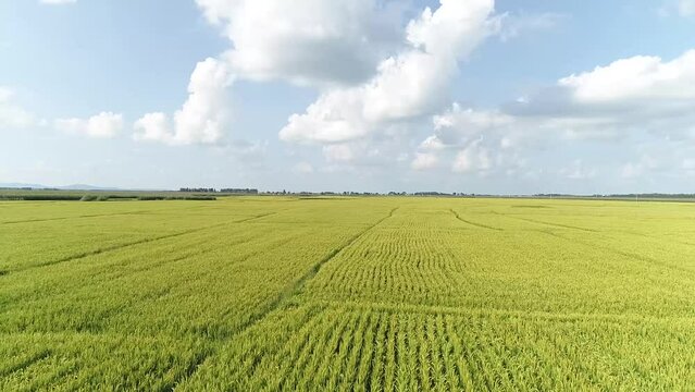 Aerial high-frame HD video of rice paddy fields in Northeast China