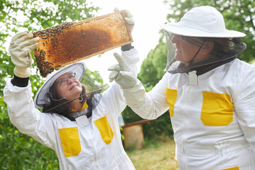Senior apiarist couple examining honeycomb frame