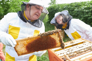 Female apiarist by male beekeeper holding honeycomb frame