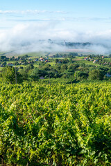 Fototapeta na wymiar Vineyards in the fog - Hungarian vineyards near Somlo mountain