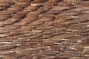 The texture of an old sequoia in the park. Bark background.