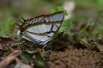 Butterfly from the Taiwan (Polyura  eudamippus )two-tailed butterfly.
