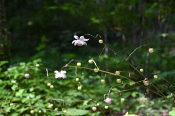 レンゲショウマ