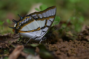 Butterfly from the Taiwan (Polyura  eudamippus )two-tailed butterfly.