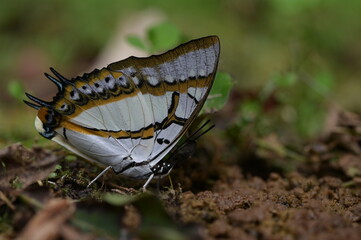 Butterfly from the Taiwan (Polyura  eudamippus )two-tailed butterfly.