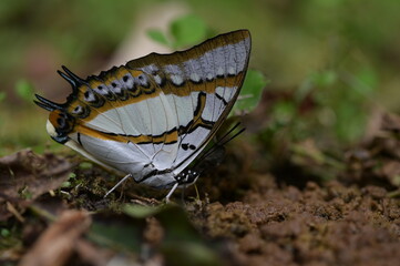 Butterfly from the Taiwan (Polyura  eudamippus )two-tailed butterfly.