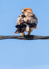 Booted Eagle Hieraaetus pennatus in the nature, Spain