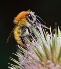 Bombus pascuorum, the common carder bee.