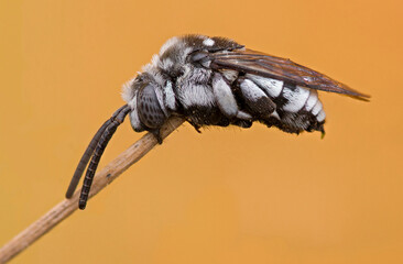 Cuckoo bee,(thyreus histrionicus)