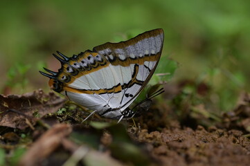 Butterfly from the Taiwan (Polyura  eudamippus )two-tailed butterfly.