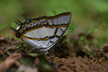 Butterfly from the Taiwan (Polyura  eudamippus )two-tailed butterfly.