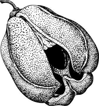 Hand drawn engraved style Ackee, Blighia sapida or achee, medicinal plant. Vector Illustration on white Background.