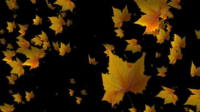 Savor the serene ambiance of autumn with our slow motion animation, where leaves fall like soft whispers from nature.