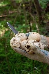 man holding witch's eggs of Phallus impudicus known as common stinkhorn mushroom 