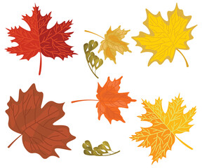 Fototapeta premium leaf 