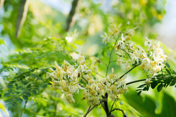 Moringa oleifera, Moringa leaves, Beautiful Moringa flower on the tree
