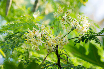 Moringa oleifera, Moringa leaves, Beautiful Moringa flower on the tree