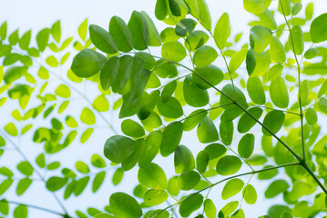 Fototapeta na wymiar moringa tree leaves background