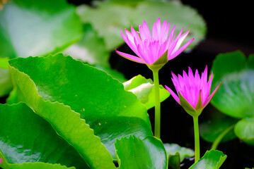 Ping lotus flower in garden