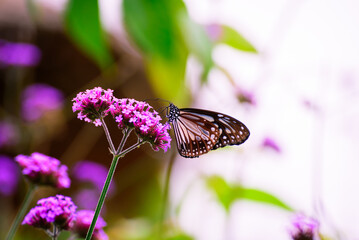 beautiful butterfly on flower in garden