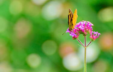 beautiful butterfly on flower in garden