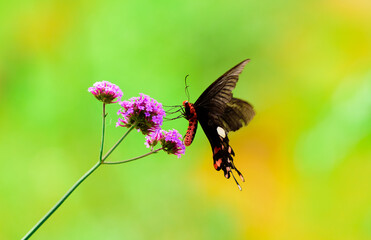 beautiful butterfly on flower in garden