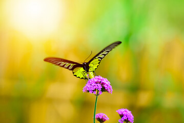 beauty of the yellow butterfly
