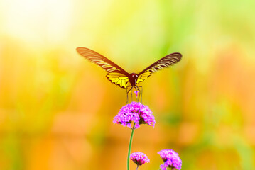 beauty of the yellow butterfly