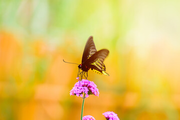 beauty of the yellow butterfly