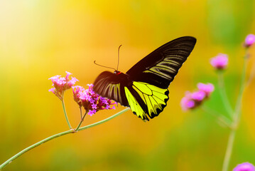 beauty of the yellow butterfly