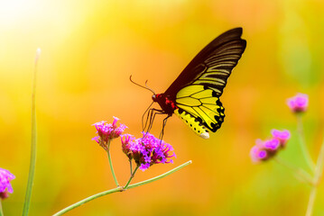 beauty of the yellow butterfly