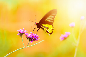 beauty of the yellow butterfly