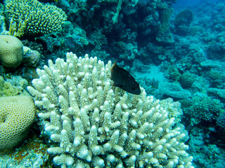 Fantastically beautiful corals and inhabitants of the coral reef in the Red Sea.