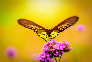 beauty of the yellow butterfly