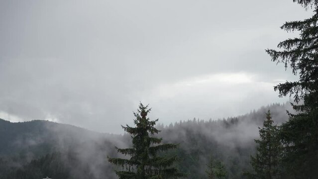 A thick fog forms and moves between tall fir trees in the mountains on an autumn cloudy day.