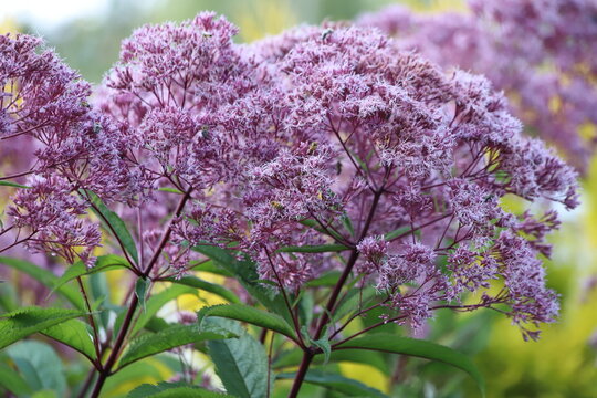Eupatorium cannabinum, commonly known as hemp-agrimony or holy rope.