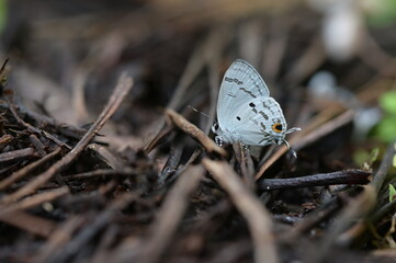 Butterfly from the Taiwan (Hypolycaena kina inari (Wileman, 1908) ) Taiwan black star small gray butterfly  