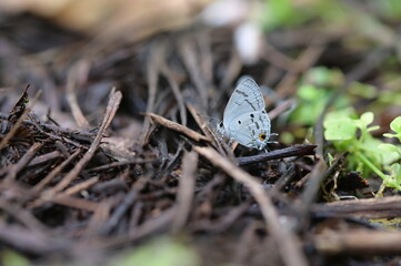 Butterfly from the Taiwan (Hypolycaena kina inari (Wileman, 1908) ) Taiwan black star small gray butterfly  