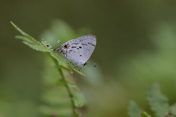 Butterfly from the Taiwan (Hypolycaena kina inari (Wileman, 1908) ) Taiwan black star small gray butterfly  