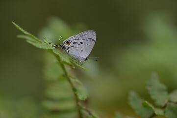 Butterfly from the Taiwan (Hypolycaena kina inari (Wileman, 1908) ) Taiwan black star small gray butterfly  