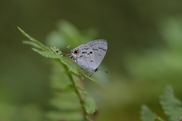 Butterfly from the Taiwan (Hypolycaena kina inari (Wileman, 1908) ) Taiwan black star small gray butterfly  