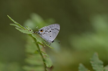 Butterfly from the Taiwan (Hypolycaena kina inari (Wileman, 1908) ) Taiwan black star small gray butterfly  