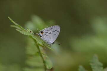 Butterfly from the Taiwan (Hypolycaena kina inari (Wileman, 1908) ) Taiwan black star small gray butterfly  