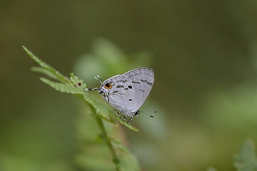 Butterfly from the Taiwan (Hypolycaena kina inari (Wileman, 1908) ) Taiwan black star small gray butterfly  