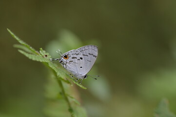 Butterfly from the Taiwan (Hypolycaena kina inari (Wileman, 1908) ) Taiwan black star small gray butterfly  