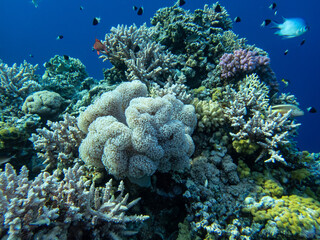 Fantastically beautiful corals and inhabitants of the coral reef in the Red Sea.