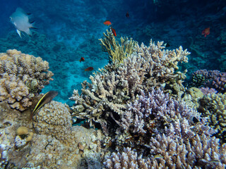 Naklejka na ściany i meble Fantastically beautiful corals and inhabitants of the coral reef in the Red Sea.